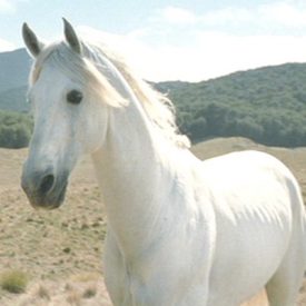 Shadowfax, chief of the Mearas (Demero)