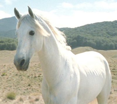 Shadowfax, chief of the Mearas (Demero)