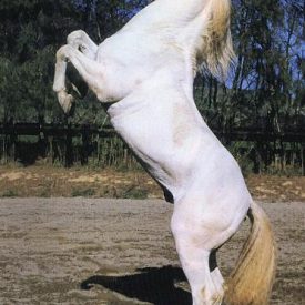 Demero, one of the two horses who played Shadowfax