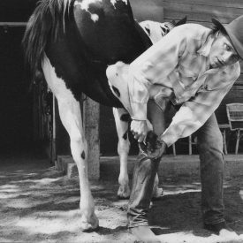 Viggo Mortensen with one of his horses, by Terry Richardson (i-D 2003)